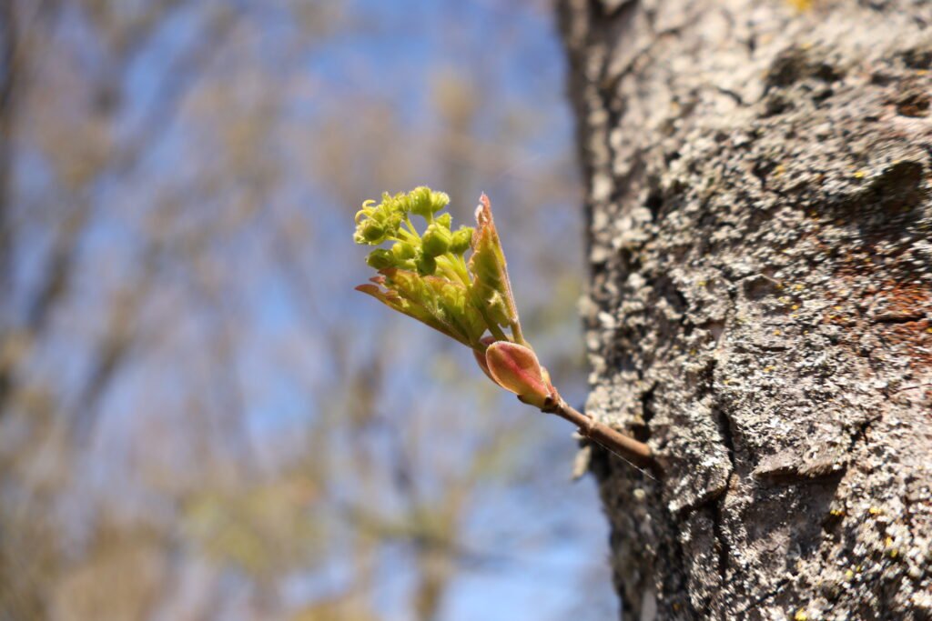 New bud emerging from tree bark
