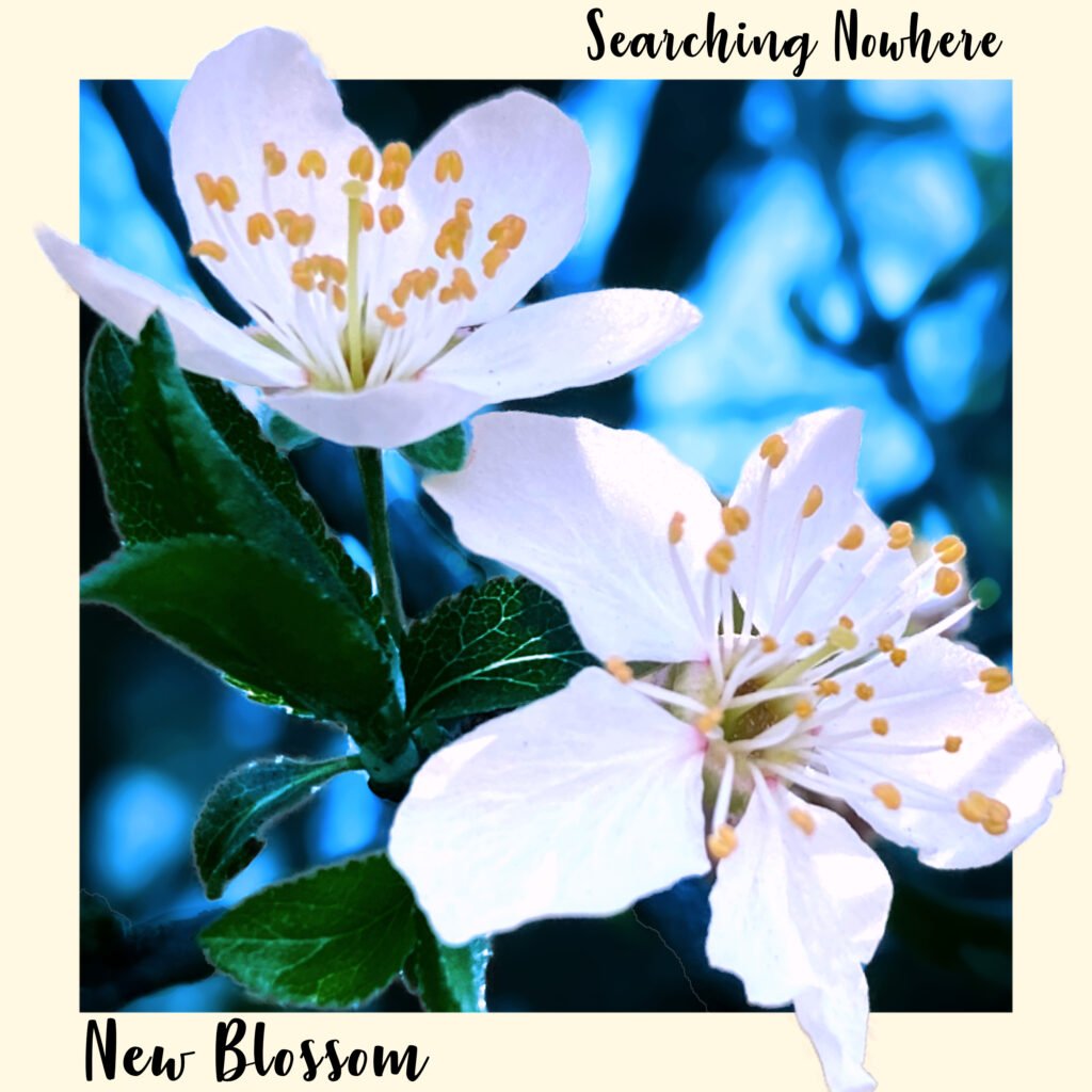 Searching Nowhere New Blossoms Single Artwork cover image
